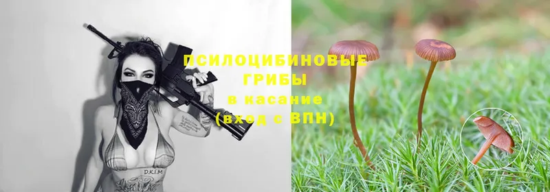 где можно купить   Горнозаводск  Галлюциногенные грибы MAGIC MUSHROOMS 